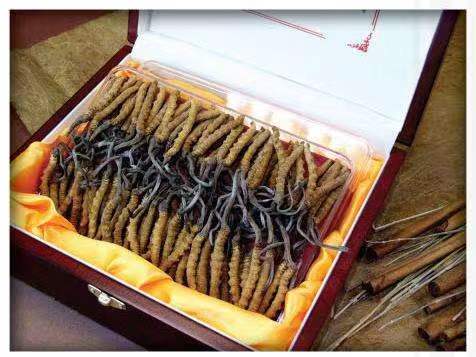 平泉冬虫夏草回收